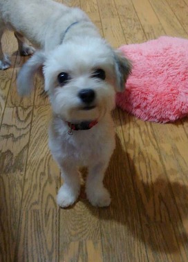 f:id:dog_life_saving:20150807142157j:image