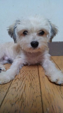 f:id:dog_life_saving:20150807142158j:image