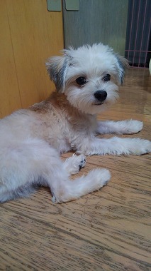 f:id:dog_life_saving:20150807142159j:image