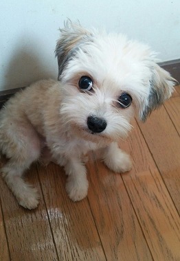 f:id:dog_life_saving:20150807142200j:image