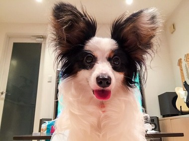 f:id:dog_life_saving:20150813143504j:image