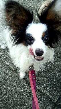 f:id:dog_life_saving:20150813143505j:image