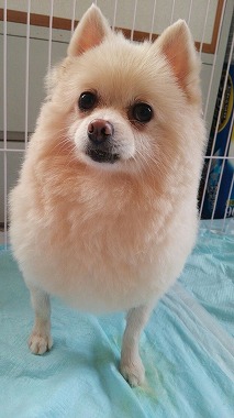 f:id:dog_life_saving:20150813143506j:image