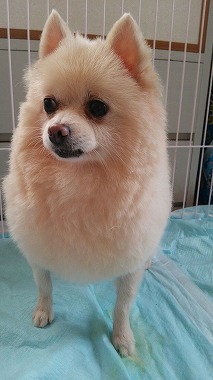 f:id:dog_life_saving:20150813143507j:image
