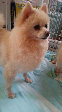 f:id:dog_life_saving:20150813143508j:image