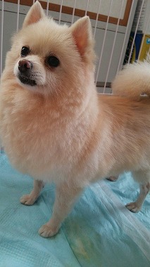 f:id:dog_life_saving:20150813143509j:image