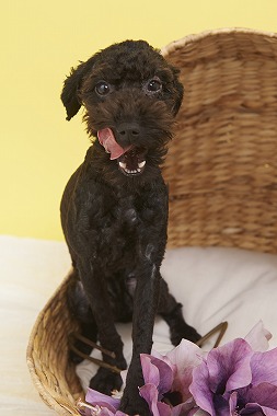 f:id:dog_life_saving:20150915150031j:image