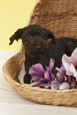 f:id:dog_life_saving:20150915150033j:image