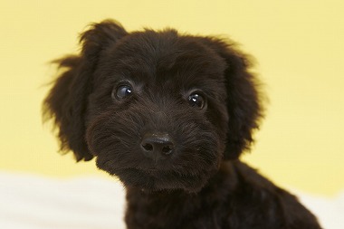 f:id:dog_life_saving:20150915150044j:image