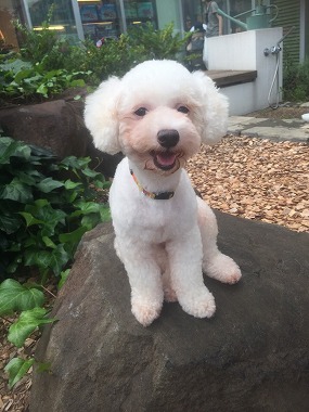 f:id:dog_life_saving:20150923140309j:image f:id:dog_life_saving:20150923140309j:image