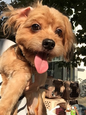 f:id:dog_life_saving:20150923140313j:image