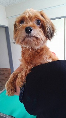 f:id:dog_life_saving:20150923140314j:image