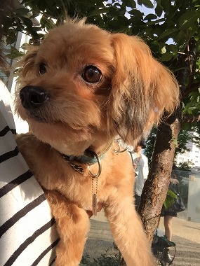 f:id:dog_life_saving:20150923140316j:image