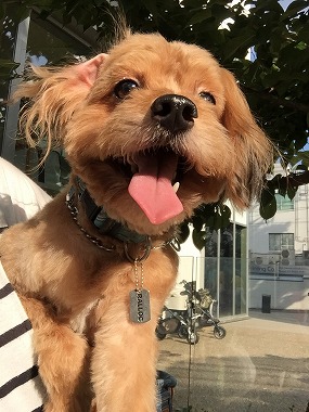 f:id:dog_life_saving:20150923140317j:image
