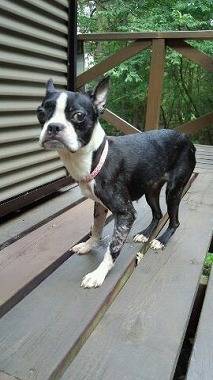 f:id:dog_life_saving:20150923140325j:image