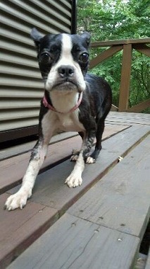 f:id:dog_life_saving:20150923140326j:image