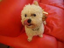 f:id:dog_life_saving:20150929151713j:image