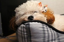 f:id:dog_life_saving:20150929151717j:image