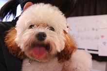 f:id:dog_life_saving:20150929151718j:image