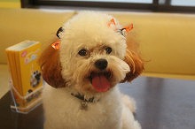 f:id:dog_life_saving:20150929151719j:image