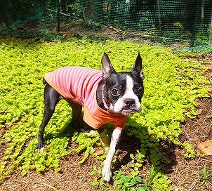 f:id:dog_life_saving:20150929151736j:image