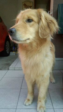 f:id:dog_life_saving:20151011083329j:image