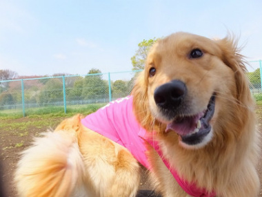 f:id:dog_life_saving:20151011083331j:image