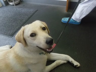 f:id:dog_life_saving:20151011141555j:image