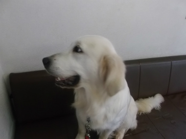 f:id:dog_life_saving:20151011142449j:image