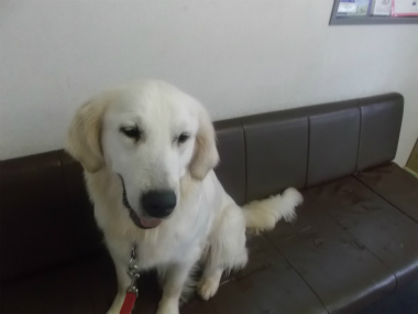 f:id:dog_life_saving:20151011142450j:image