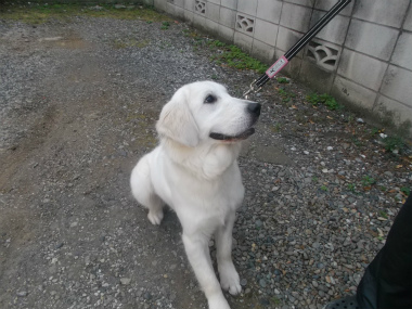 f:id:dog_life_saving:20151011143340j:image