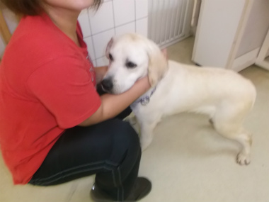 f:id:dog_life_saving:20151011143341j:image