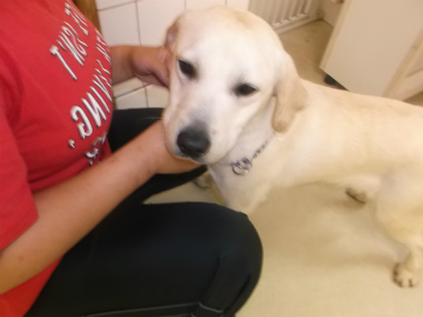 f:id:dog_life_saving:20151011143342j:image