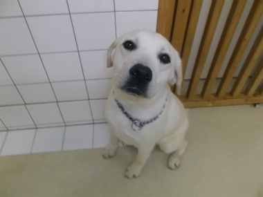 f:id:dog_life_saving:20151011143343j:image
