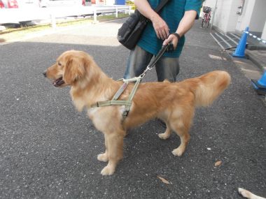 No st Grm ゴールデンレトリバー 1歳6か月 23 Kg Doglifesaving 犬の紹介 No st Grm ゴールデンレトリバー 1歳6か月 23 Kg Doglifesaving 犬の紹介