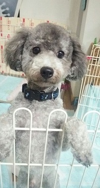 f:id:dog_life_saving:20151212192519j:image