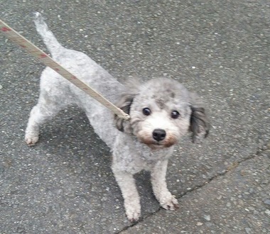 f:id:dog_life_saving:20151212192520j:image