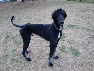 f:id:dog_life_saving:20151212192942j:image