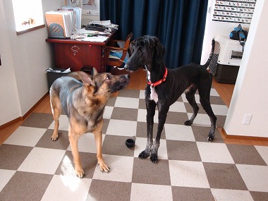 f:id:dog_life_saving:20151216101157j:image