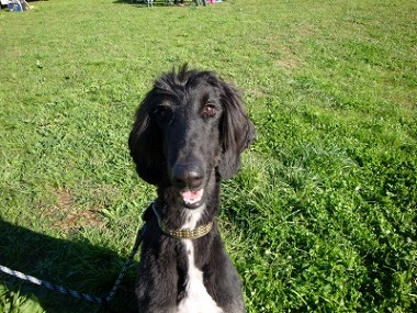 f:id:dog_life_saving:20151216101158j:image