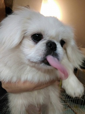 f:id:dog_life_saving:20160209160757j:image