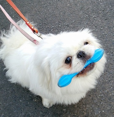 f:id:dog_life_saving:20160209160800j:image
