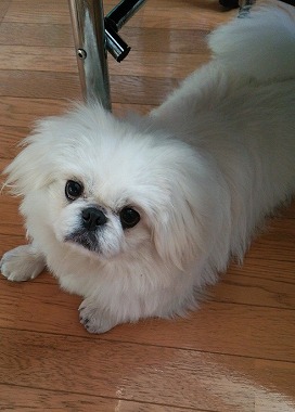 f:id:dog_life_saving:20160209160801j:image