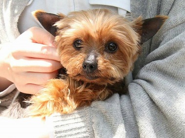 f:id:dog_life_saving:20160505102411j:image f:id:dog_life_saving:20160505102411j:image