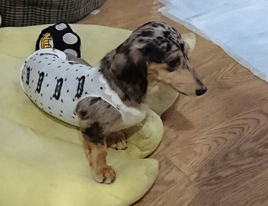 f:id:dog_life_saving:20160505102455j:image f:id:dog_life_saving:20160505102455j:image