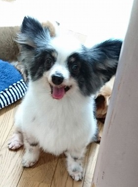 f:id:dog_life_saving:20160505102556j:image