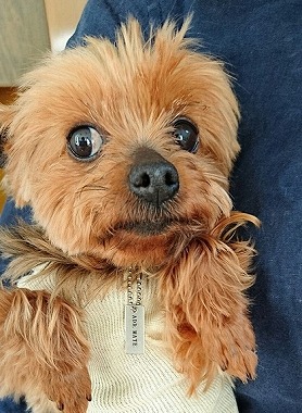 f:id:dog_life_saving:20160505102646j:image f:id:dog_life_saving:20160505102646j:image