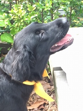 f:id:dog_life_saving:20160505102757j:image