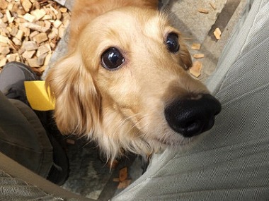 f:id:dog_life_saving:20160505102918j:image