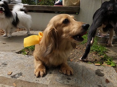 f:id:dog_life_saving:20160505102919j:image